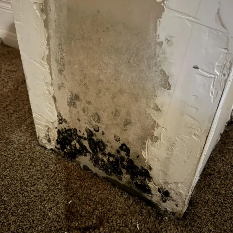 Professional Mold Removal in Hopkinsville, KY